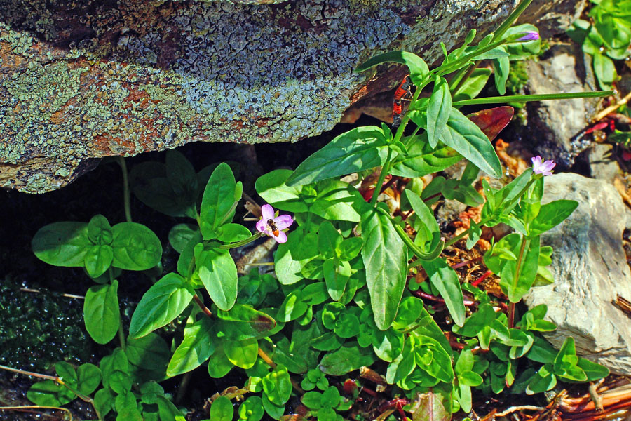 Epilobium obscurum / Garofanino scuro